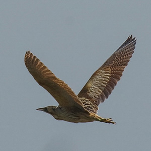 Great Bittern